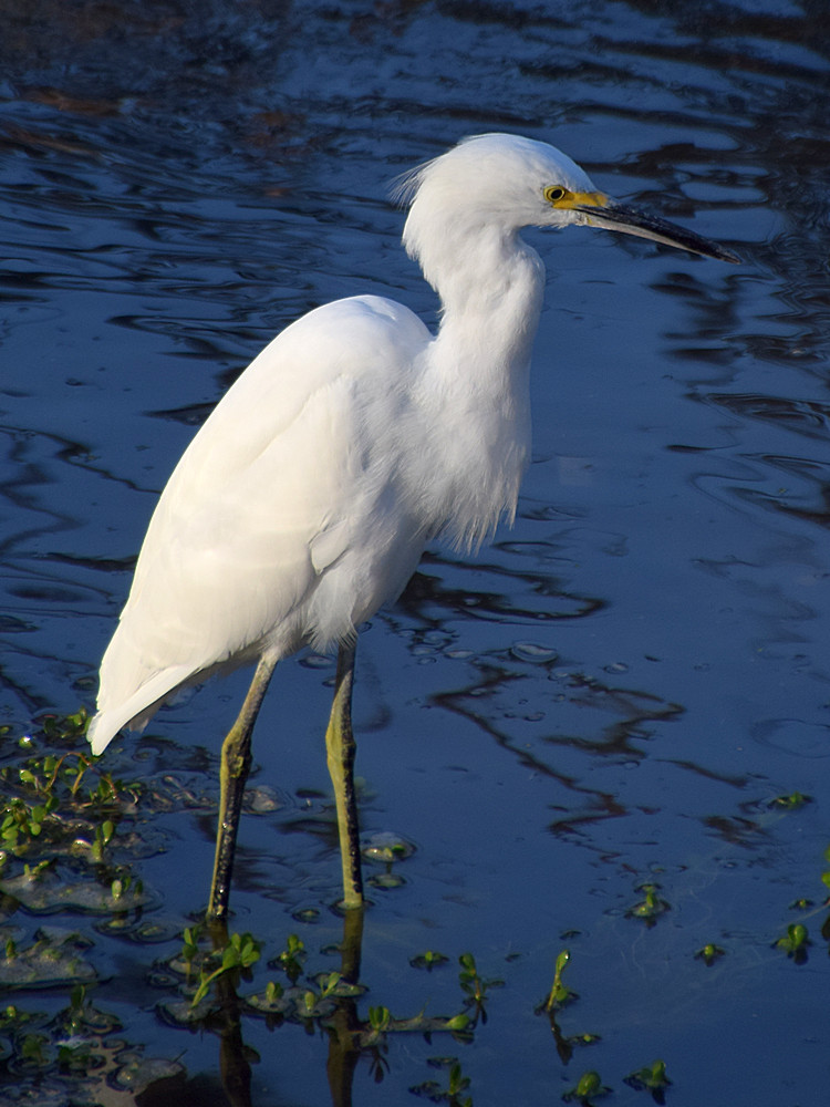 Egret3.jpg