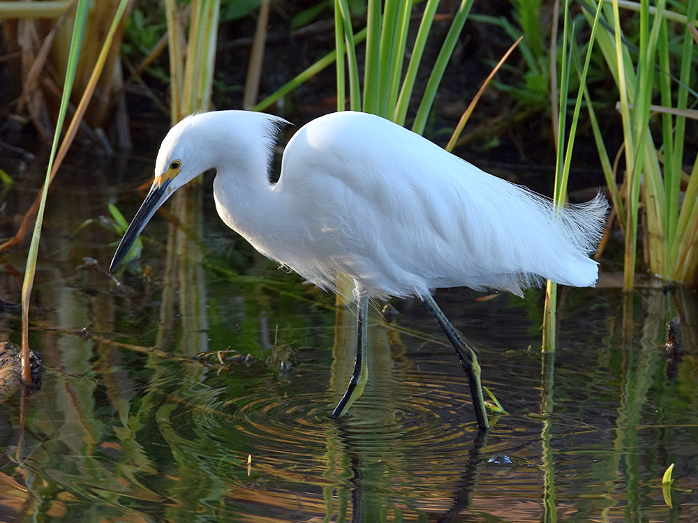 Egret3.jpg