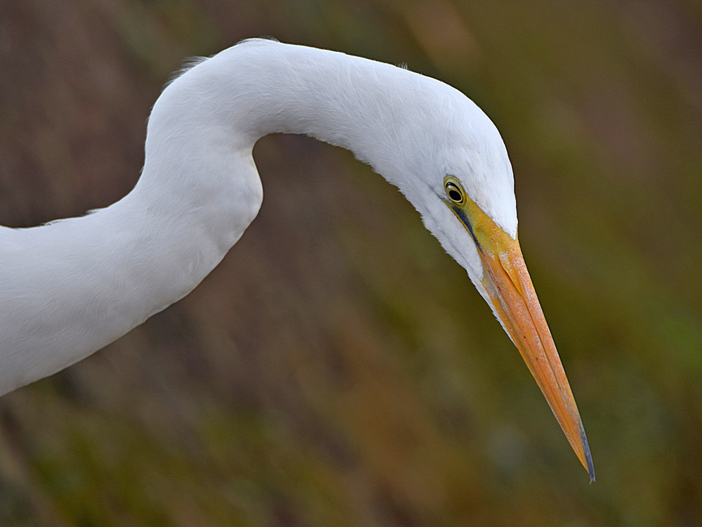 Egret3.jpg
