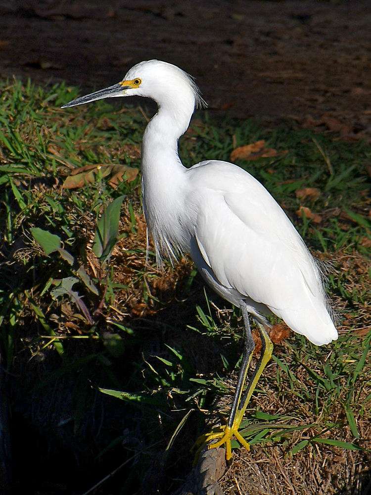 Egret3.jpg