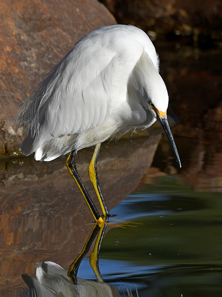 Egret3.jpg