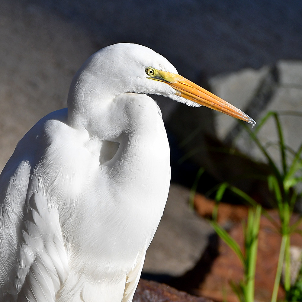 Egret3.jpg