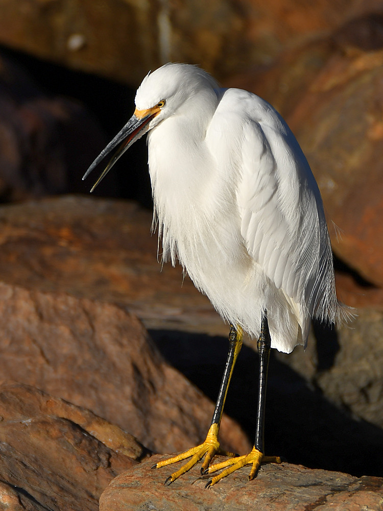 Egret3.jpg