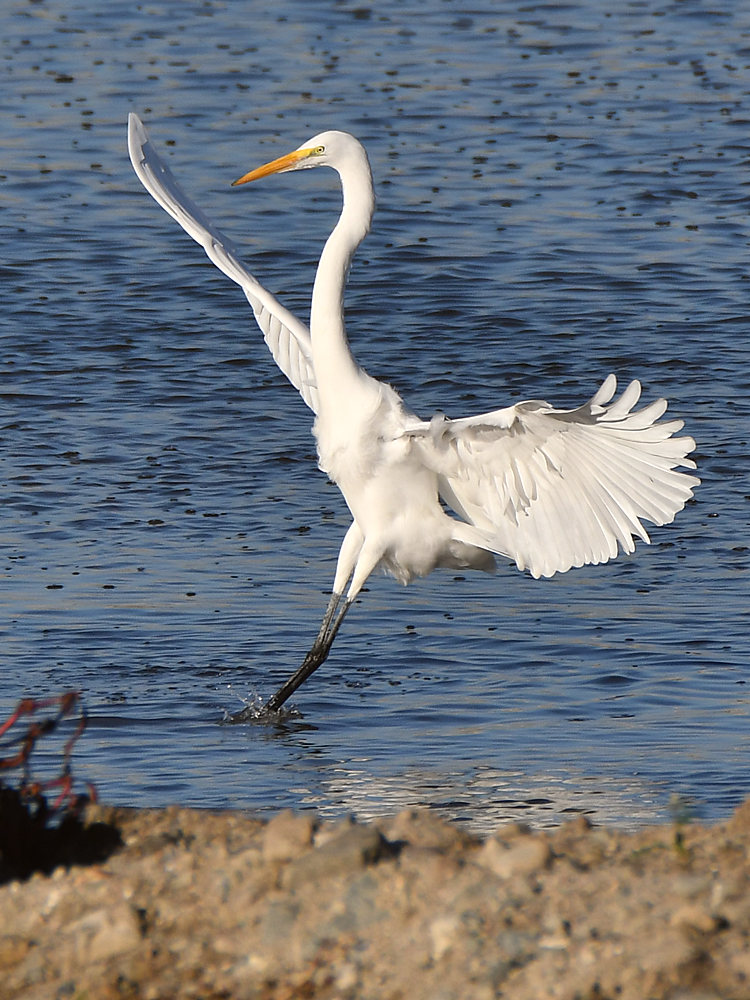 Egret3.jpg