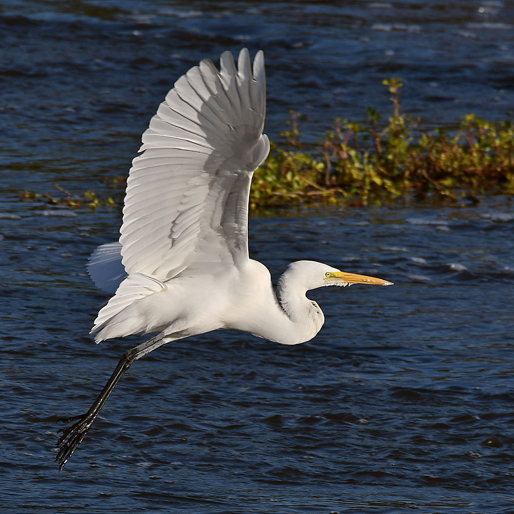 Egret3.jpg