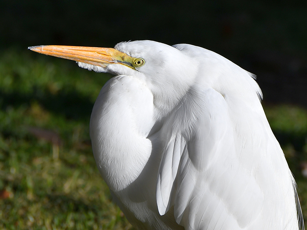 Egret3.jpg