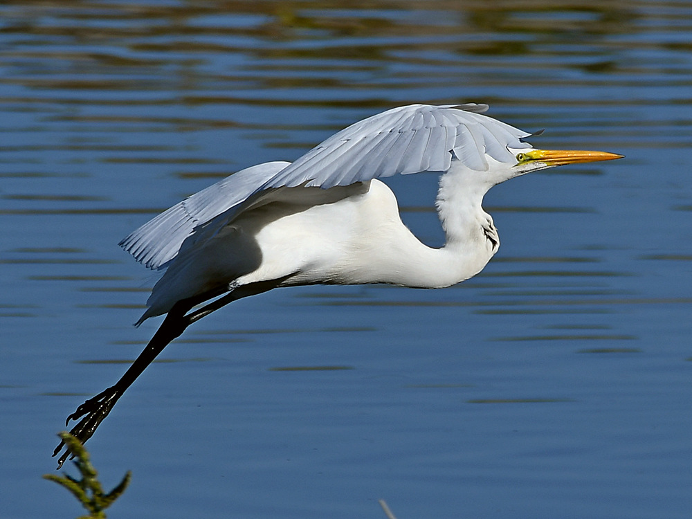 Egret3.jpg