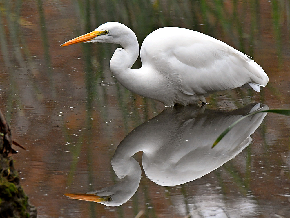 Egret3.jpg