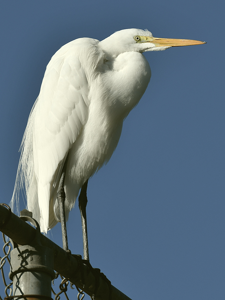 Egret3.jpg