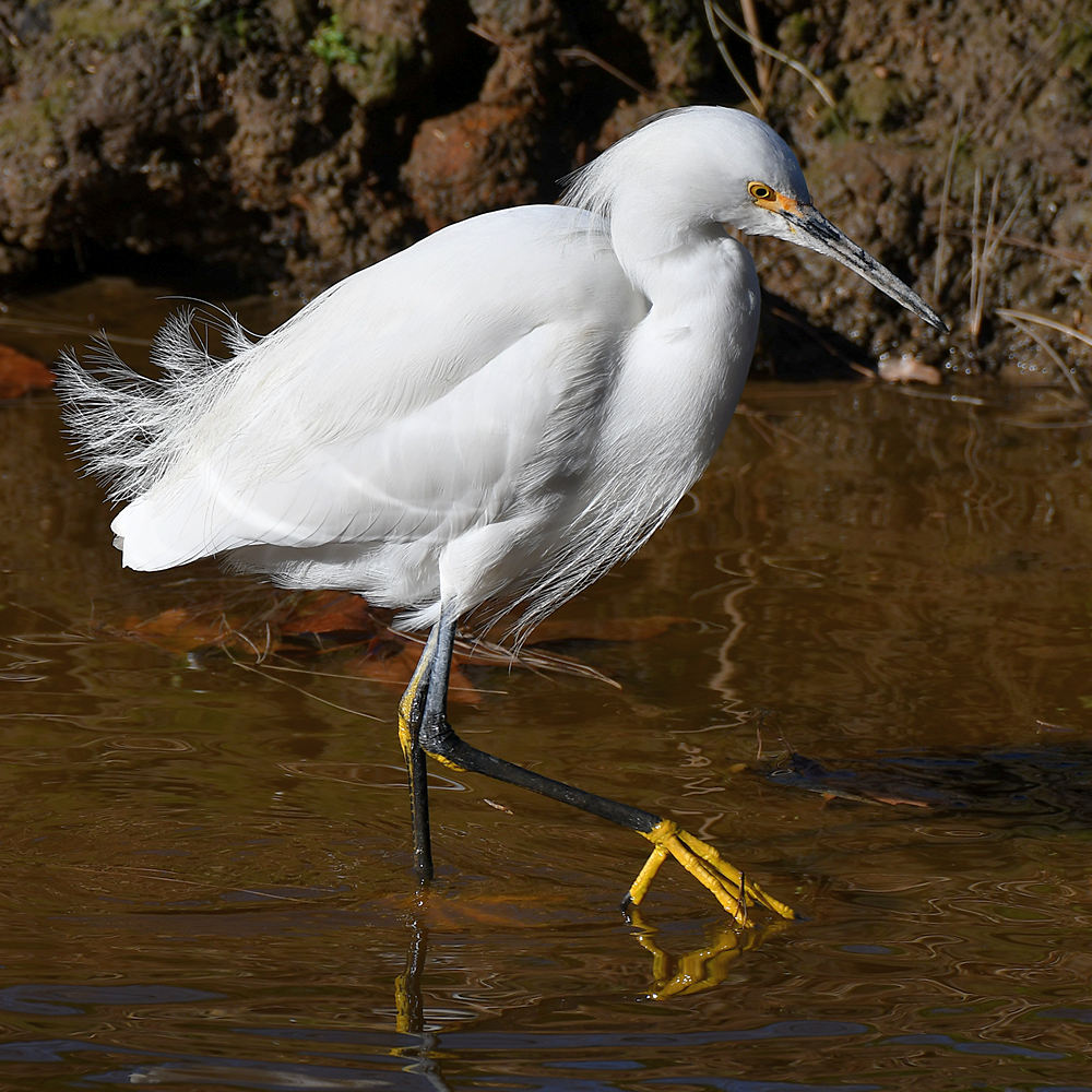 Egret3.jpg