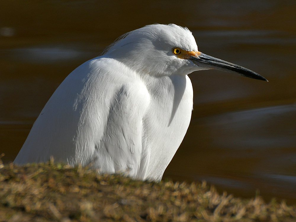 Egret3.jpg