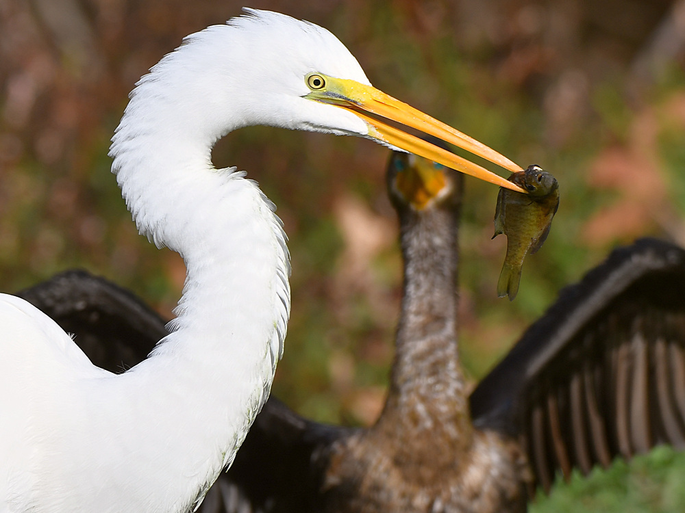 Egret3.jpg