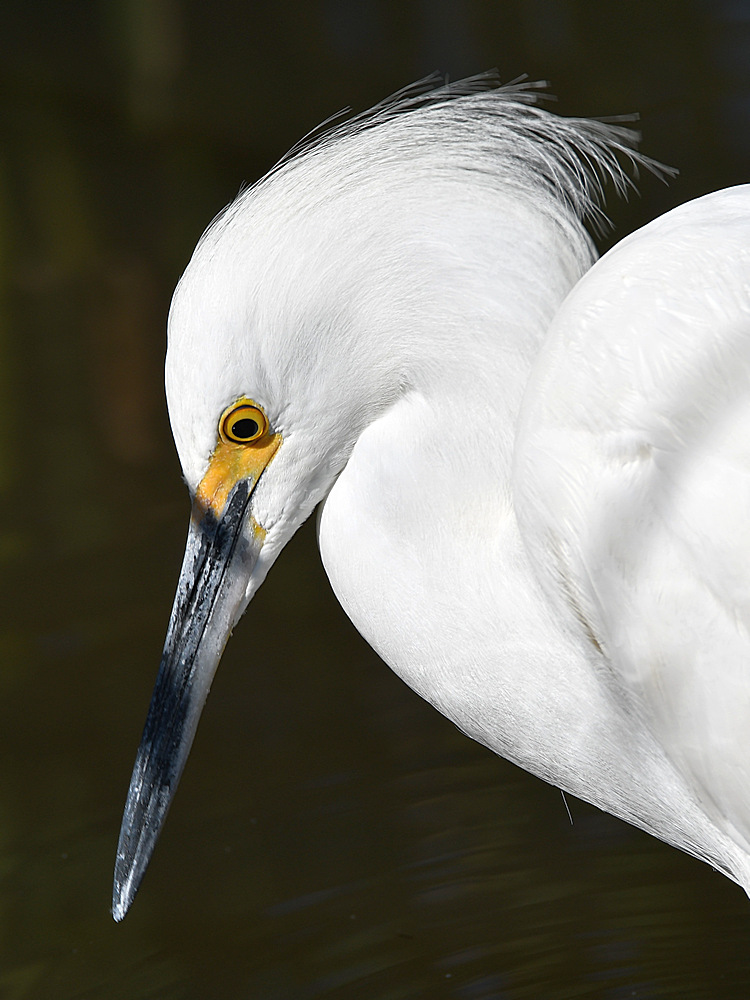 Egret3.jpg