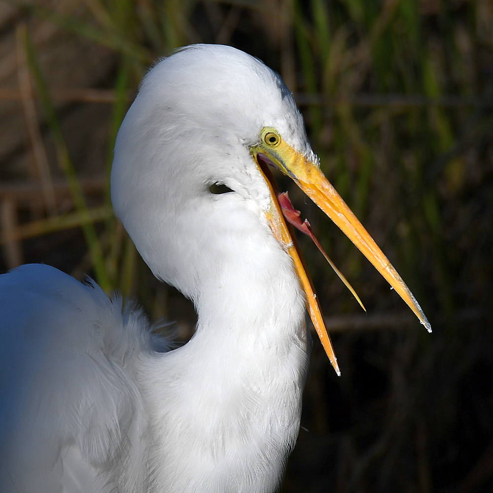 Egret3.jpg