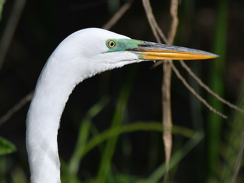 Egret3.jpg