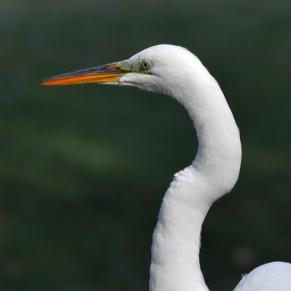 Egret3.jpg