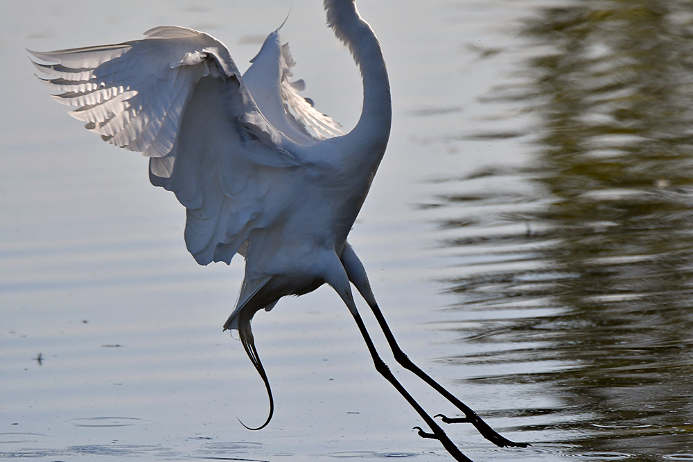 Egret3.jpg
