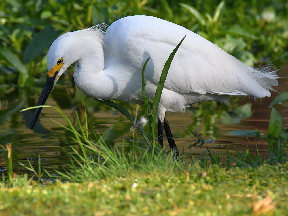 Egret3.jpg