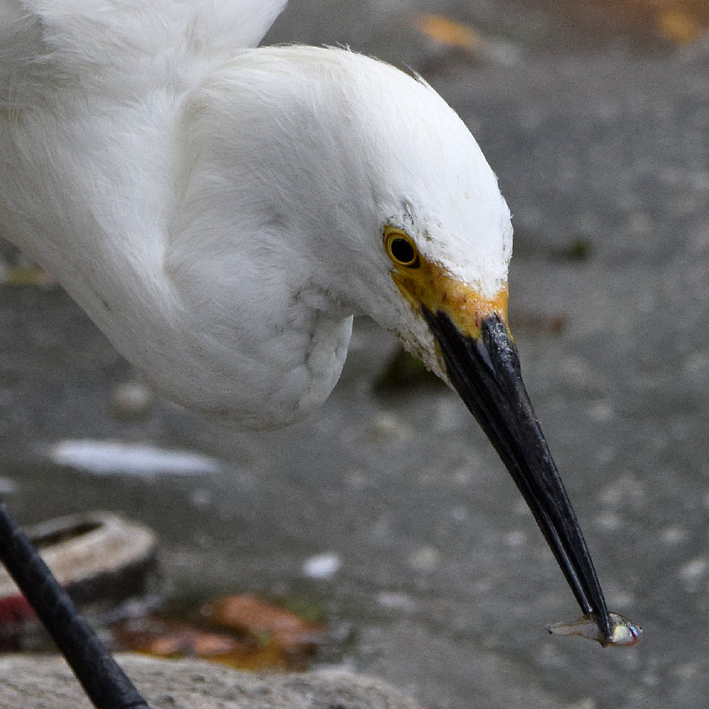 Egret3.jpg