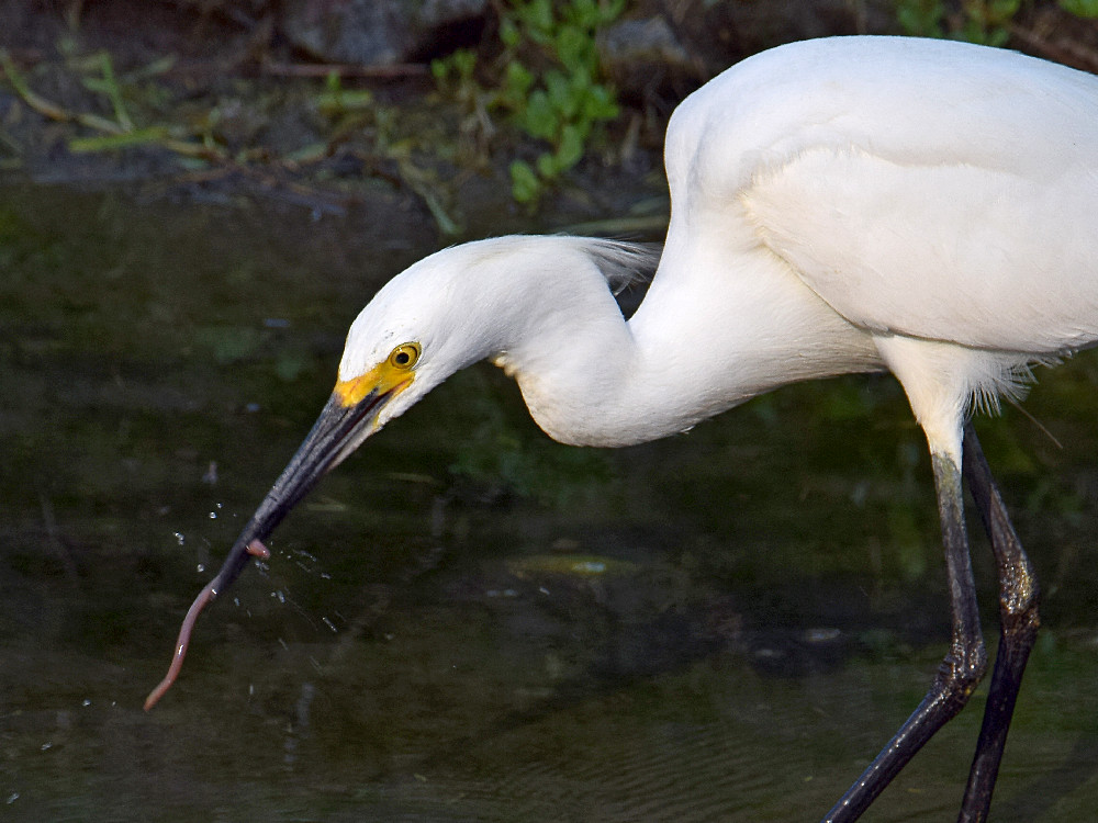 Egret3.jpg