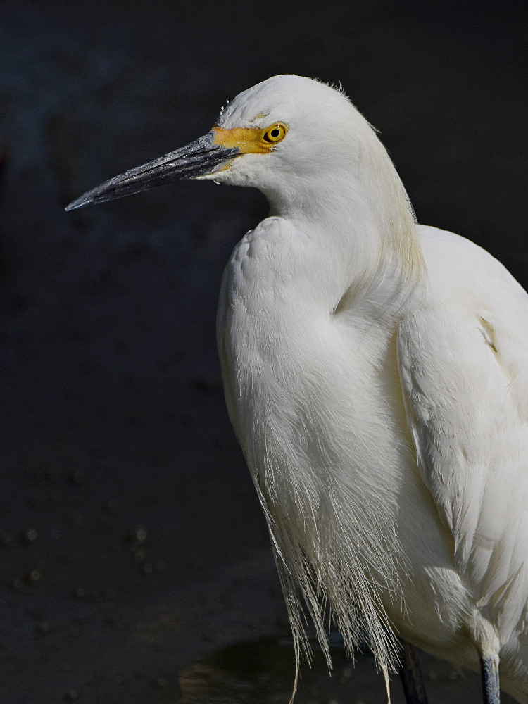 Egret3.jpg
