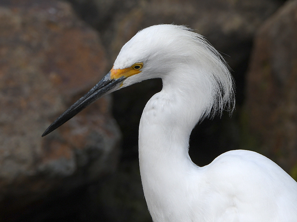 Egret3.jpg