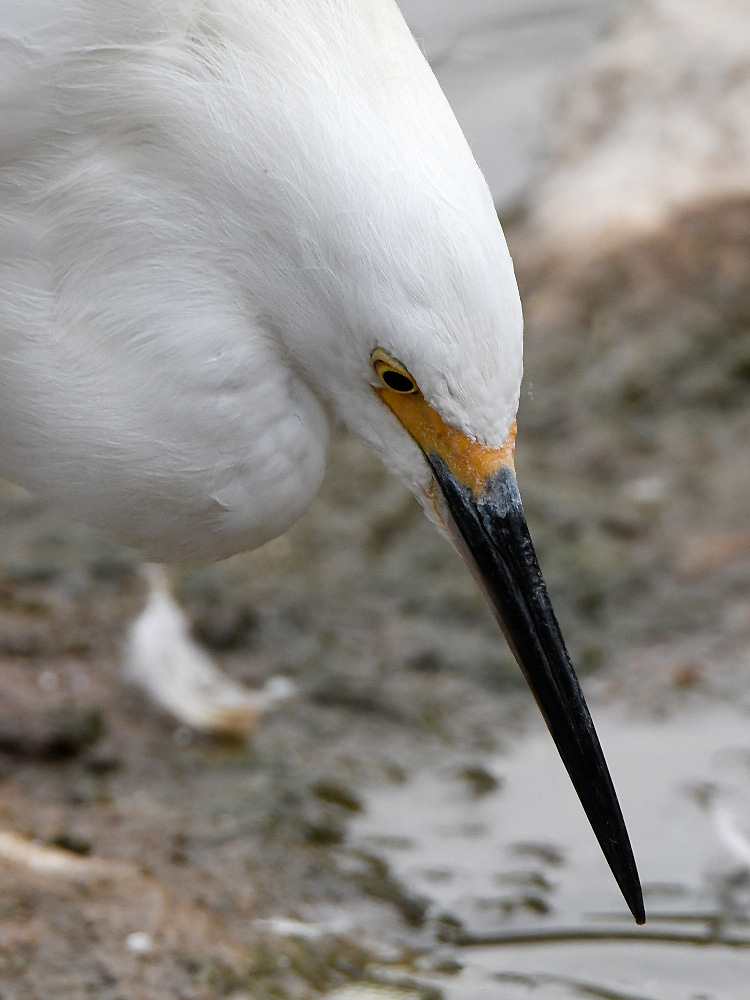 Egret3.jpg