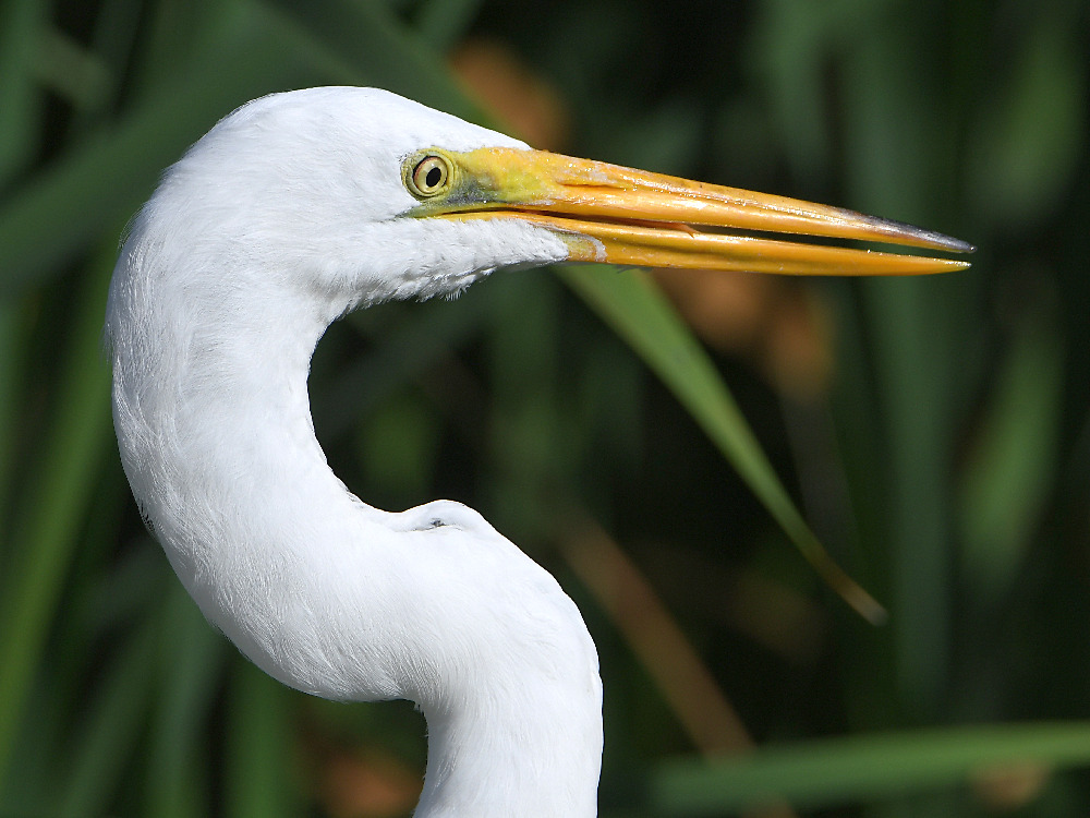 Egret3.jpg