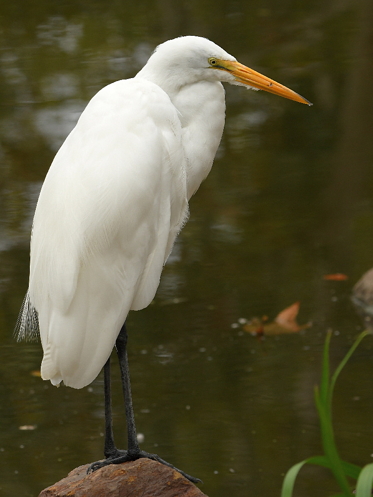 Egret3.jpg