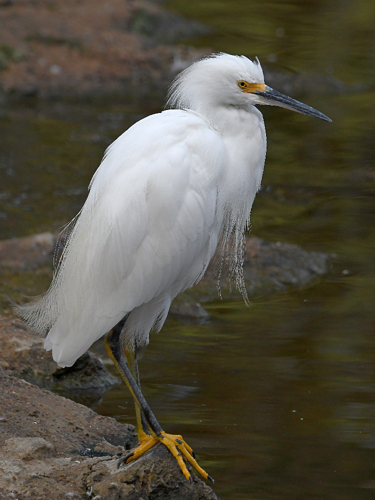 Egret3.jpg