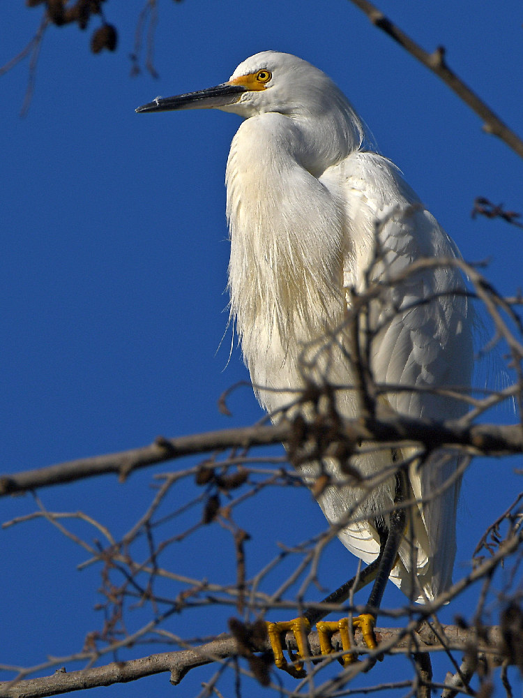 Egret3.jpg