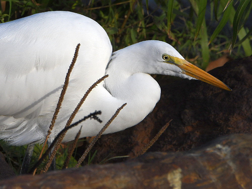 Egret3.jpg