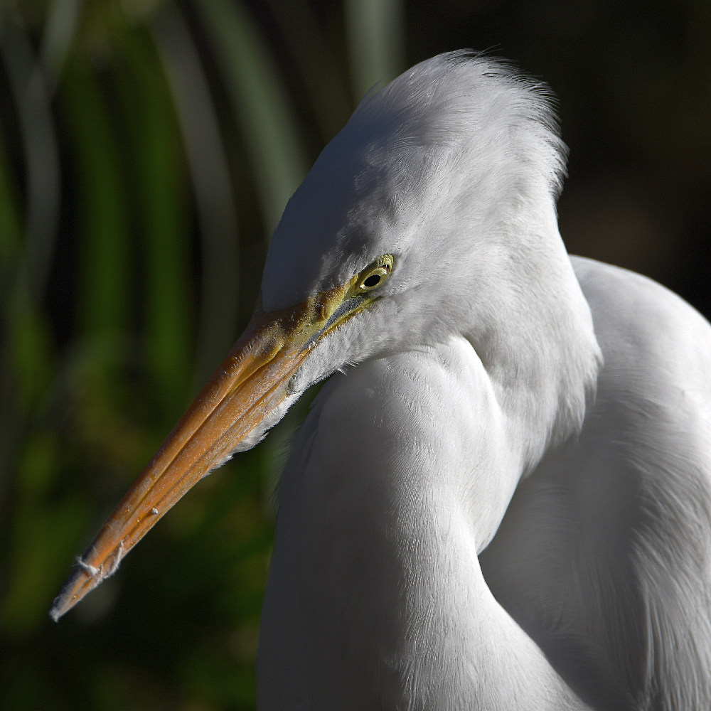 Egret3.jpg
