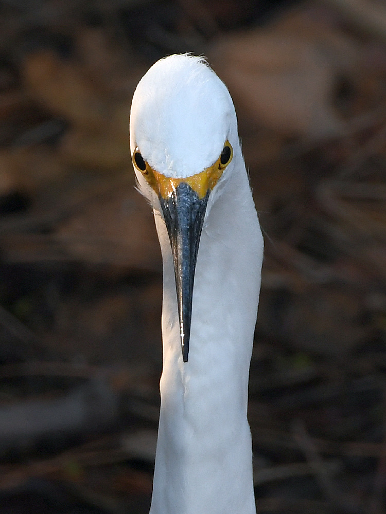 Egret3.jpg
