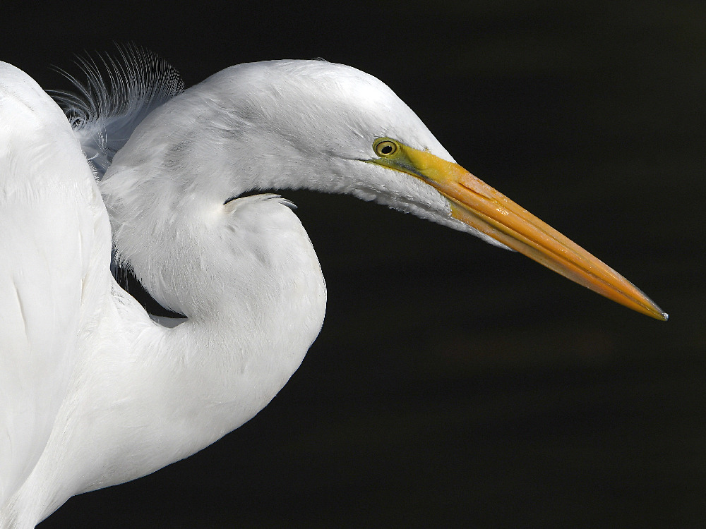 Egret3.jpg