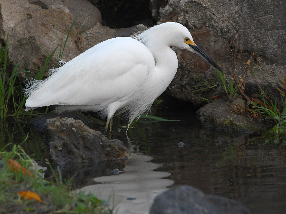Egret3.jpg