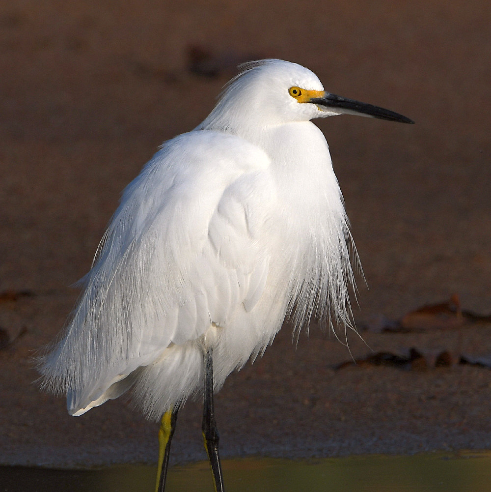 Egret3.jpg