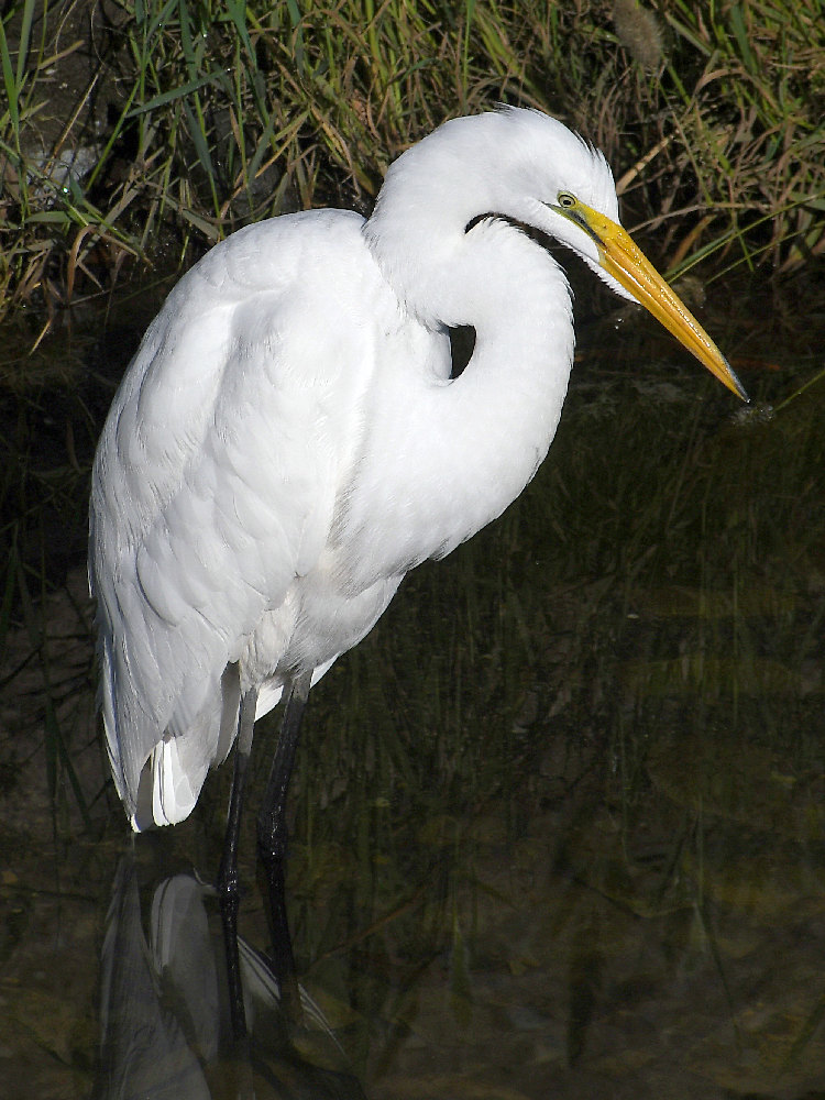 Egret3.jpg
