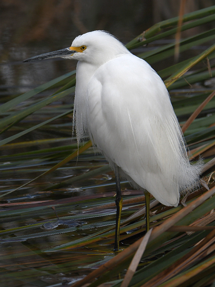 Egret3.jpg