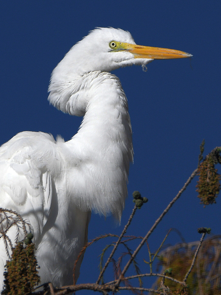 Egret3.jpg
