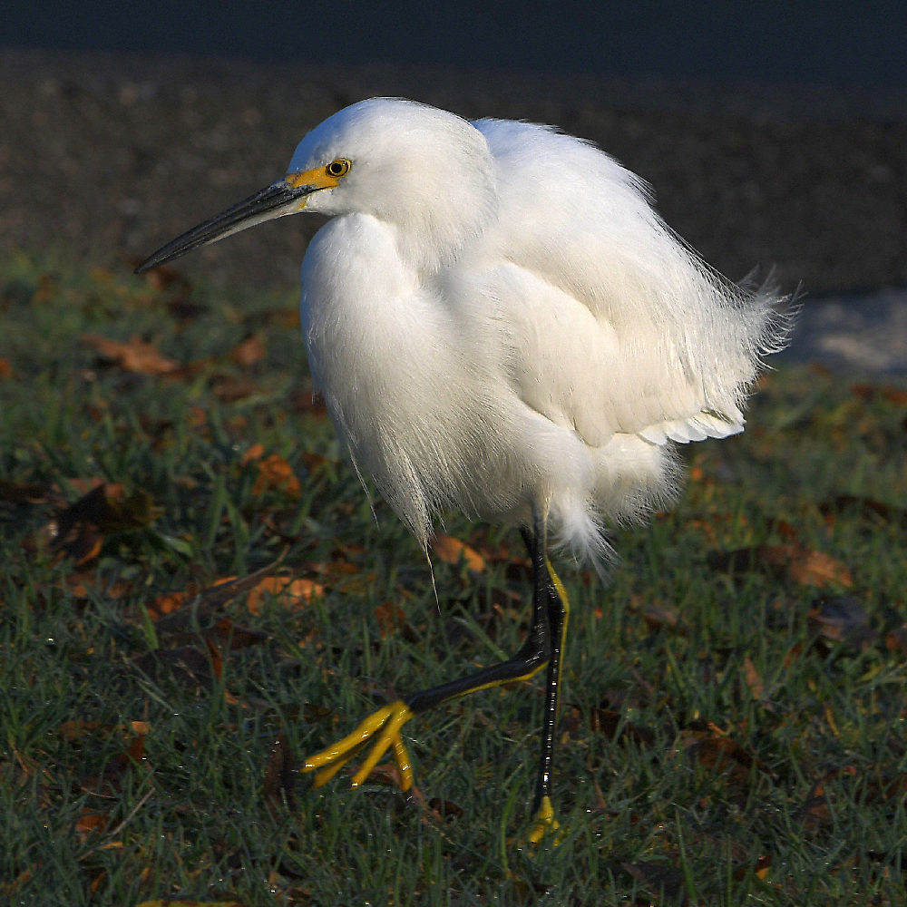 Egret3.jpg