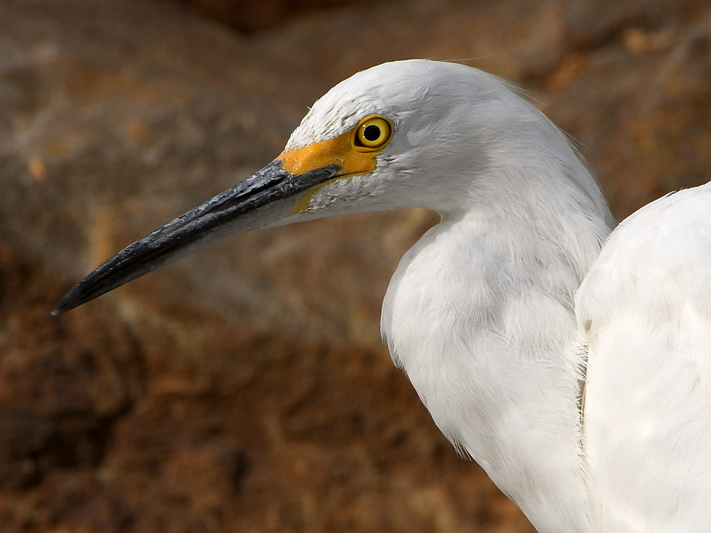 Egret3.jpg