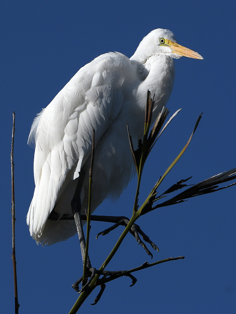 Egret3.jpg