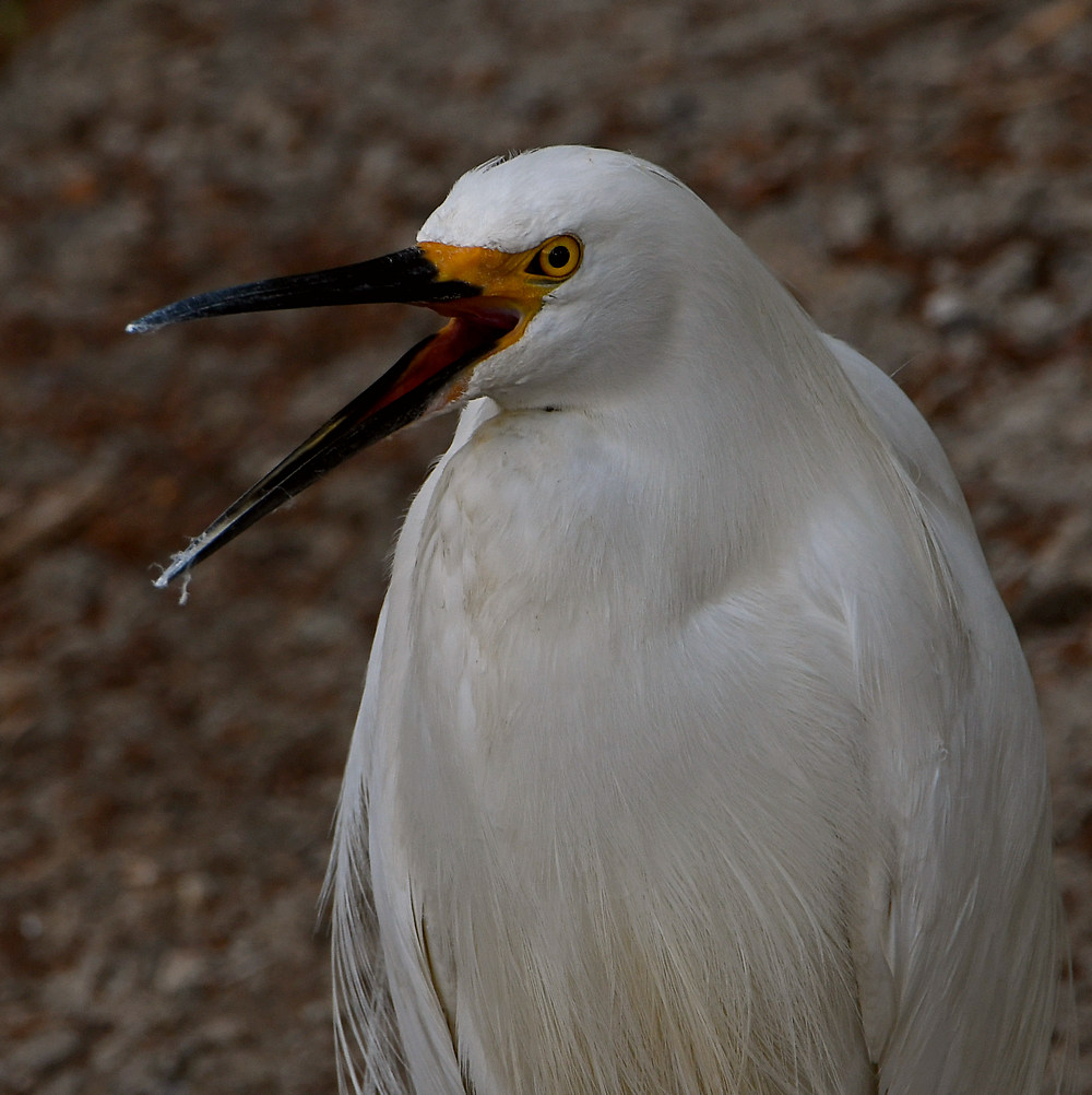 Egret3.jpg
