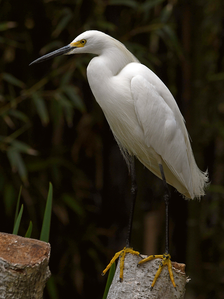 Egret3.jpg