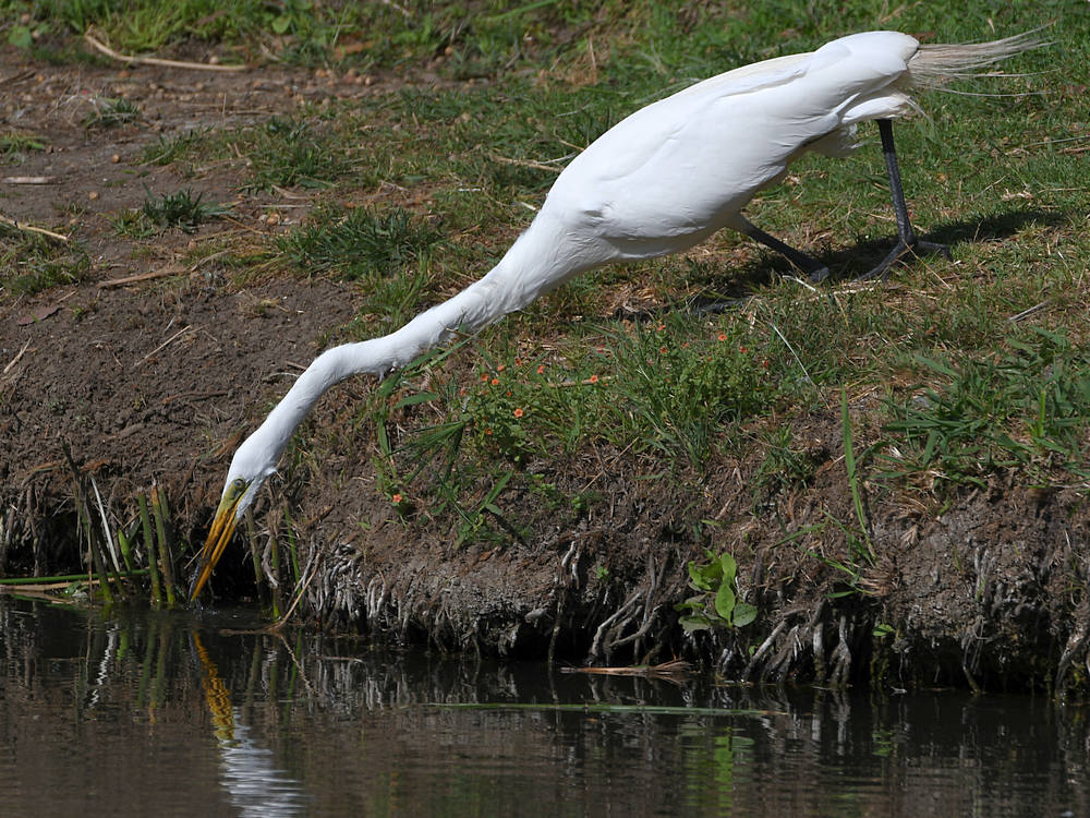 Egret3.jpg