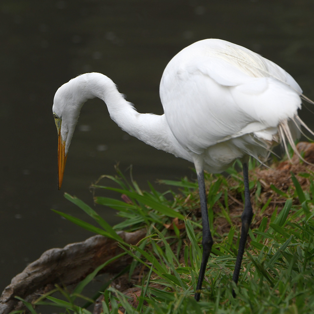 Egret3.jpg