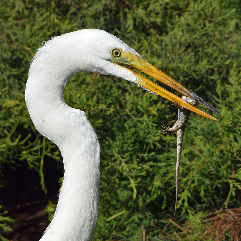 Egret3.jpg