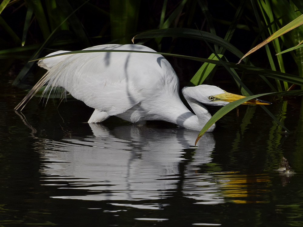 Egret3.jpg
