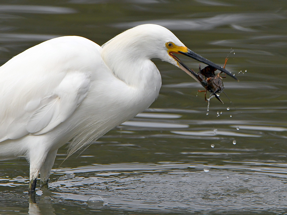 Egret3.jpg